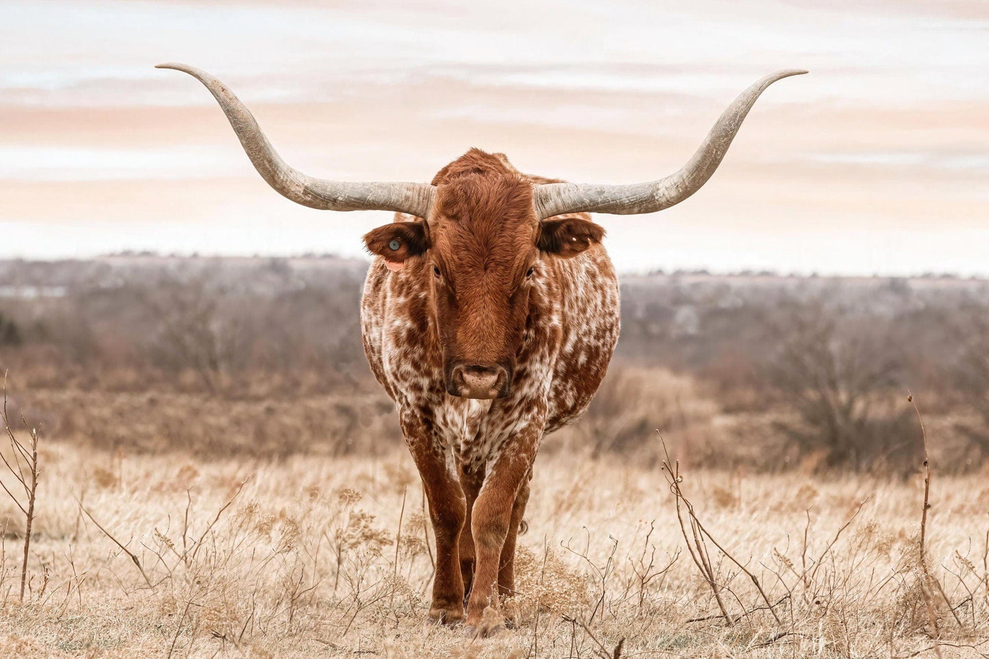 Large Texas Longhorn Wall Art Paper Photo Print / 12 x 18 Inches Wall Art Teri James Photography