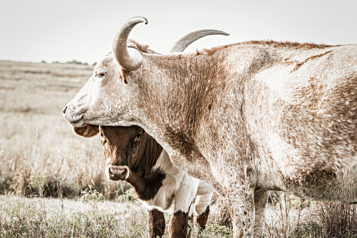 Large Western Longhorn Artwork - Texas Longhorn Cow and Calf Paper Photo Print / 12 x 18 Inches Wall Art Teri James Photography