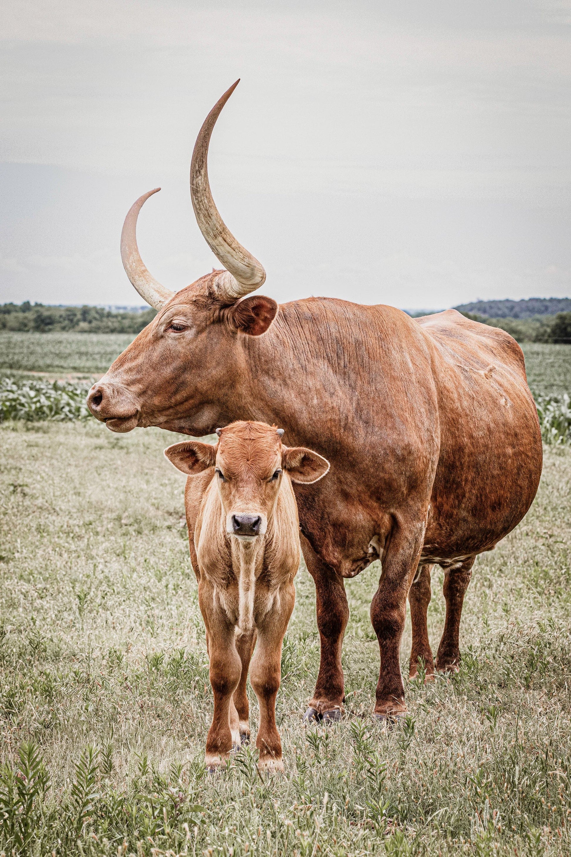 Longhorn Art Canvas Print Paper Photo Print / 12 x 18 Inches Wall Art Teri James Photography