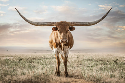 Longhorn Artwork Canvas Print Paper Photo Print / 12 x 18 Inches Wall Art Teri James Photography