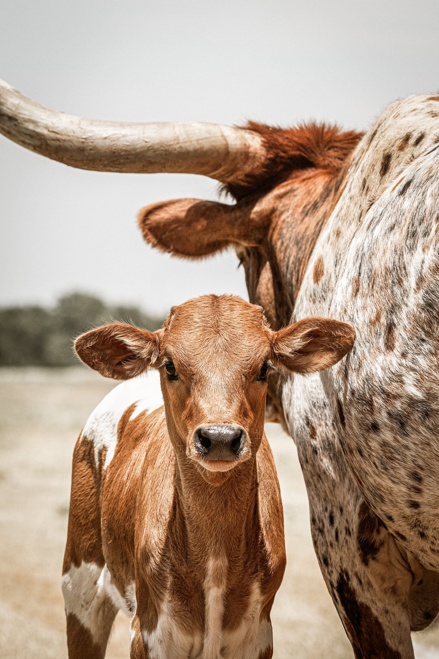 Longhorn Calf Canvas Print Paper Photo Print / 12 x 18 Inches Wall Art Teri James Photography