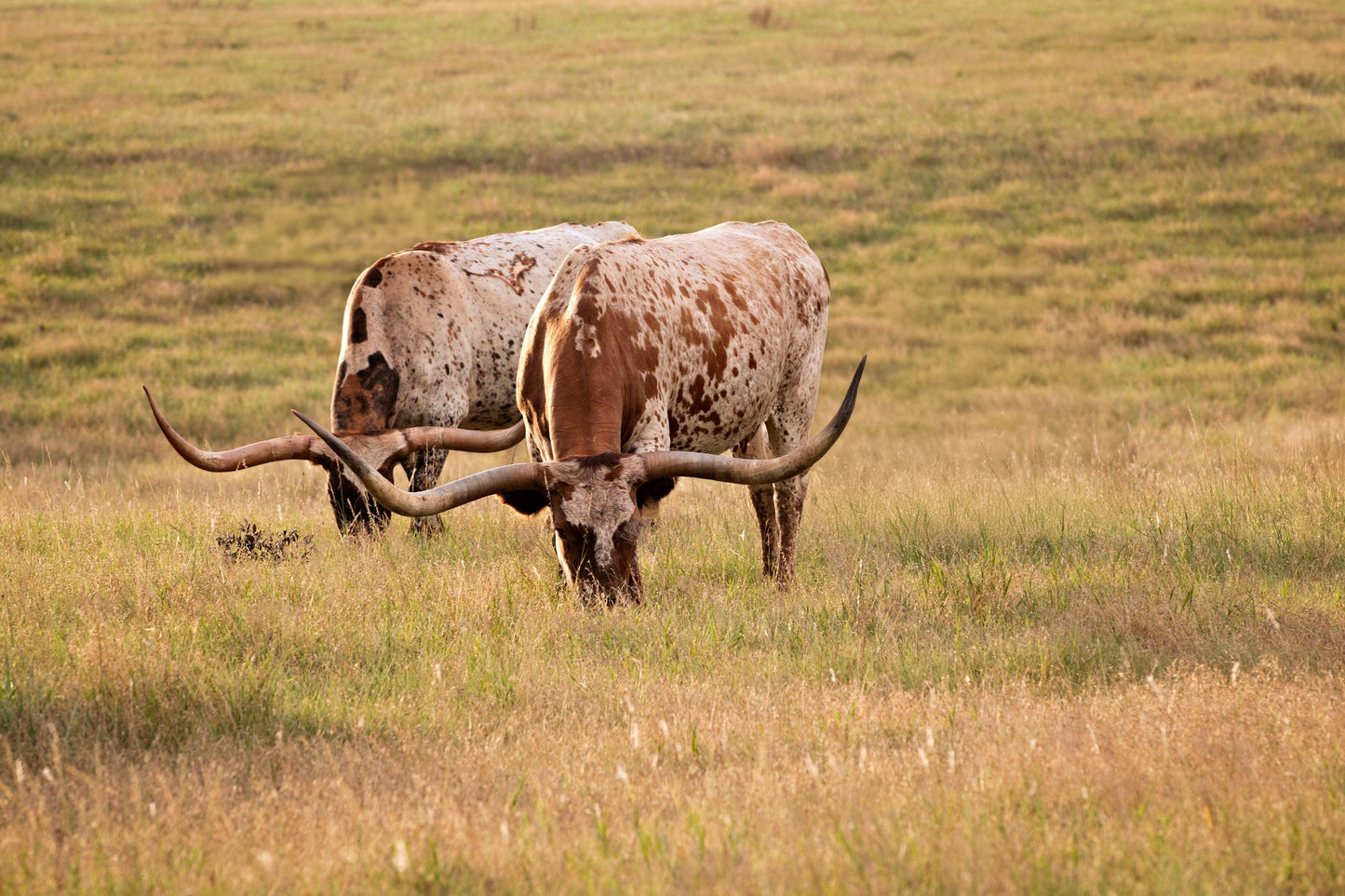 Longhorn Western Artwork - Texas Longhorn Cows Paper Photo Print / 12 x 18 Inches Wall Art Teri James Photography