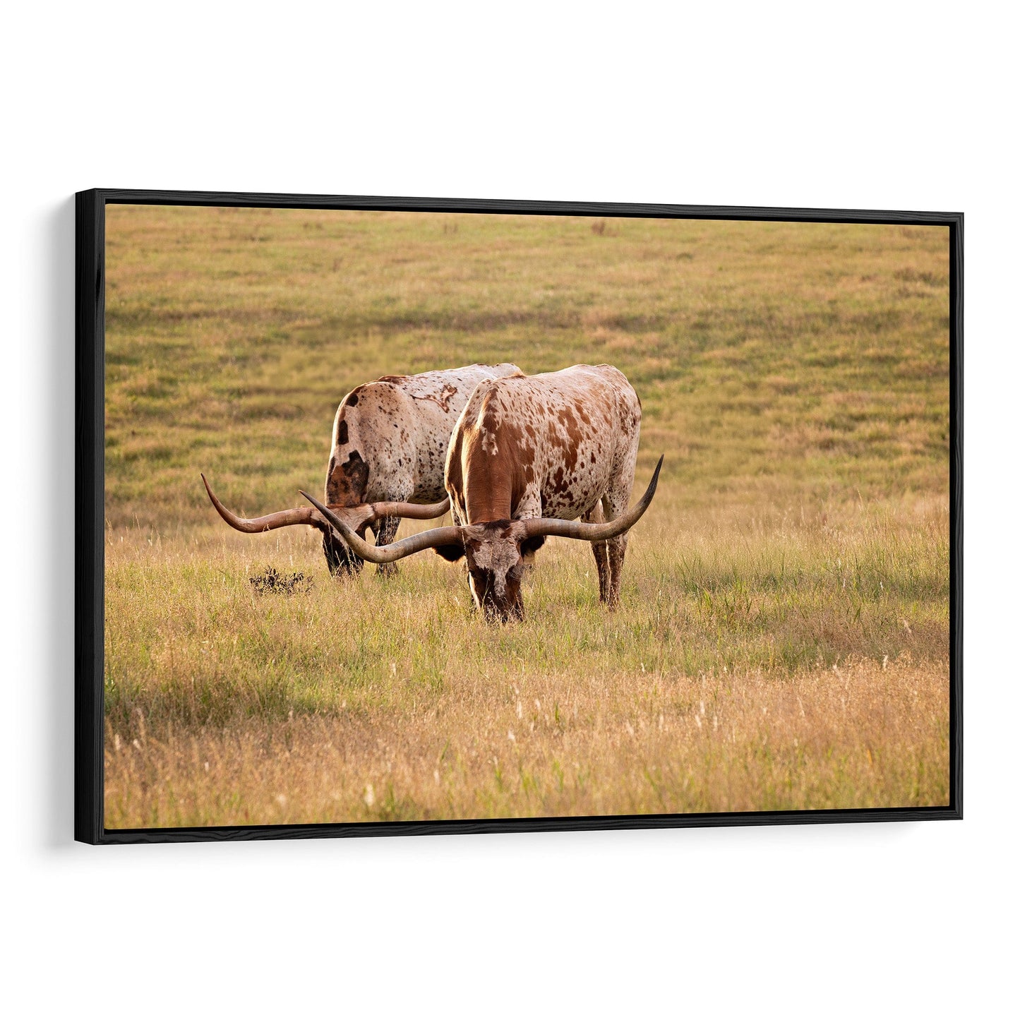 Longhorn Western Artwork - Texas Longhorn Cows Canvas-Black Frame / 12 x 18 Inches Wall Art Teri James Photography