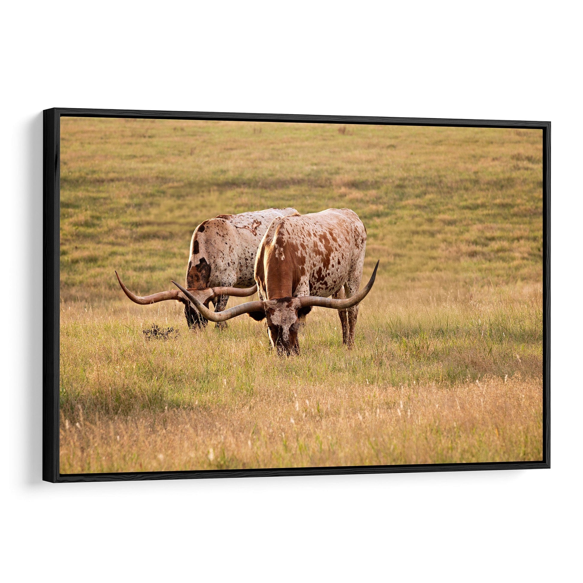 Longhorn Western Artwork - Texas Longhorn Cows Canvas-Black Frame / 12 x 18 Inches Wall Art Teri James Photography