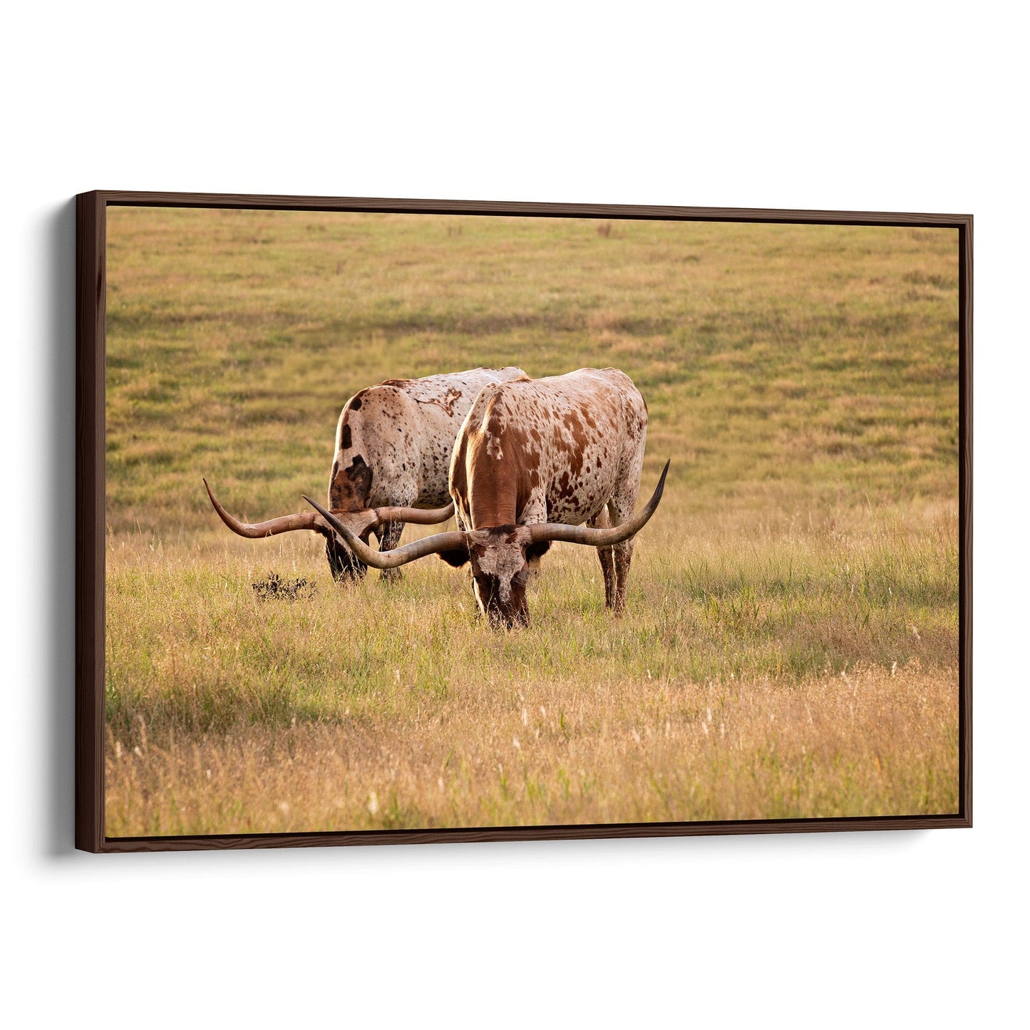 Longhorn Western Artwork - Texas Longhorn Cows Canvas-Walnut Frame / 12 x 18 Inches Wall Art Teri James Photography