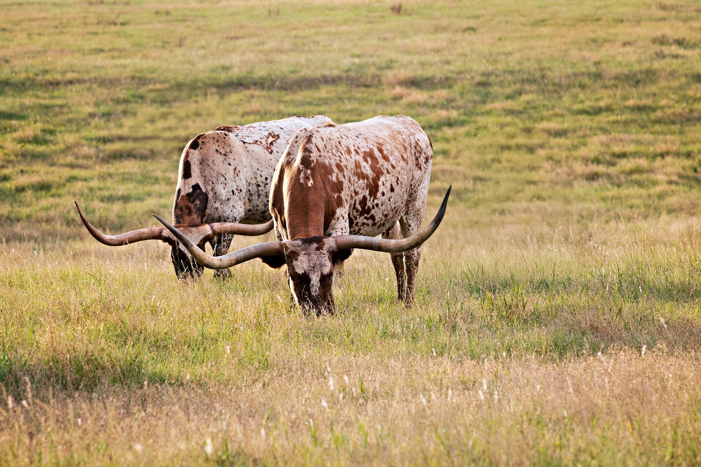 Longhorn Western Artwork - Texas Longhorn Cows Paper Photo Print / 12 x 18 Inches Wall Art Teri James Photography