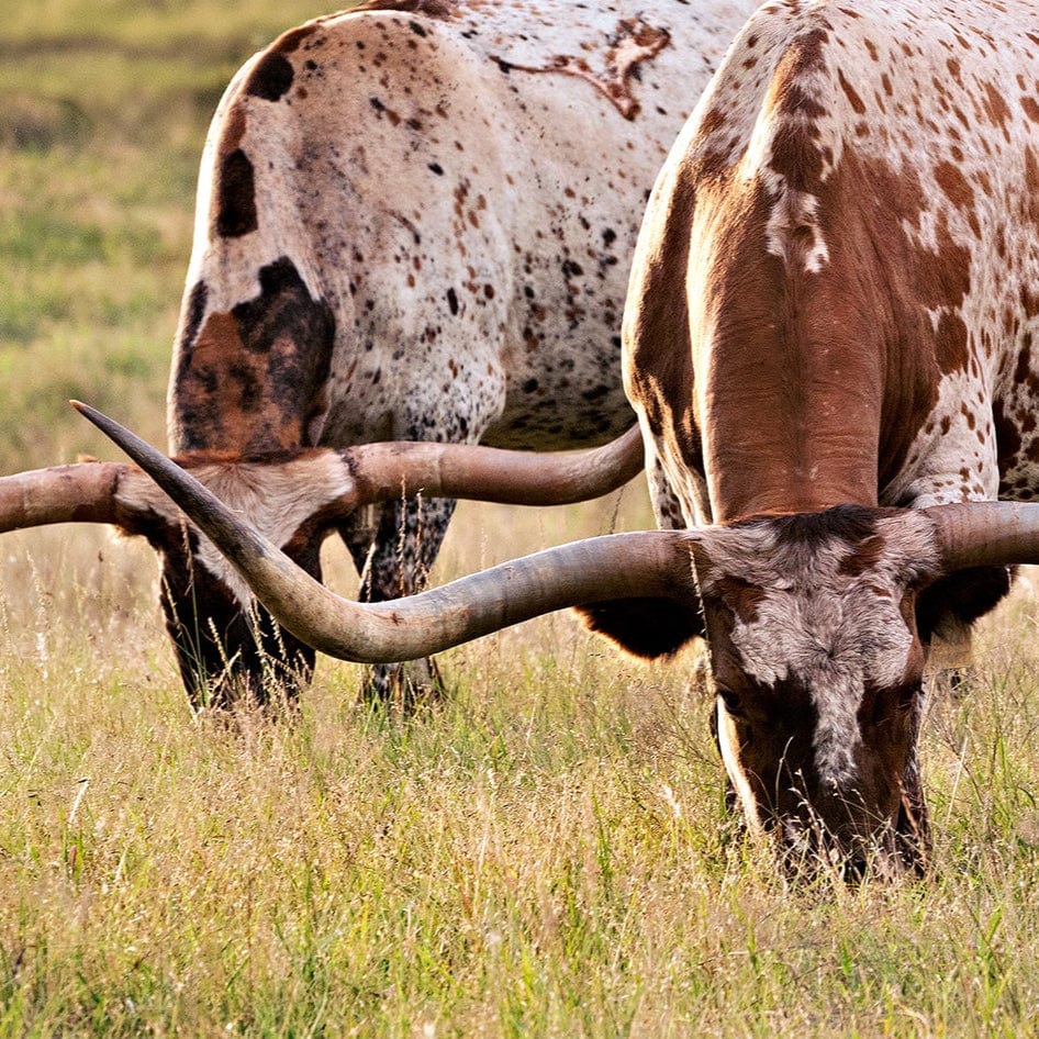 Longhorn Western Artwork - Texas Longhorn Cows Wall Art Teri James Photography