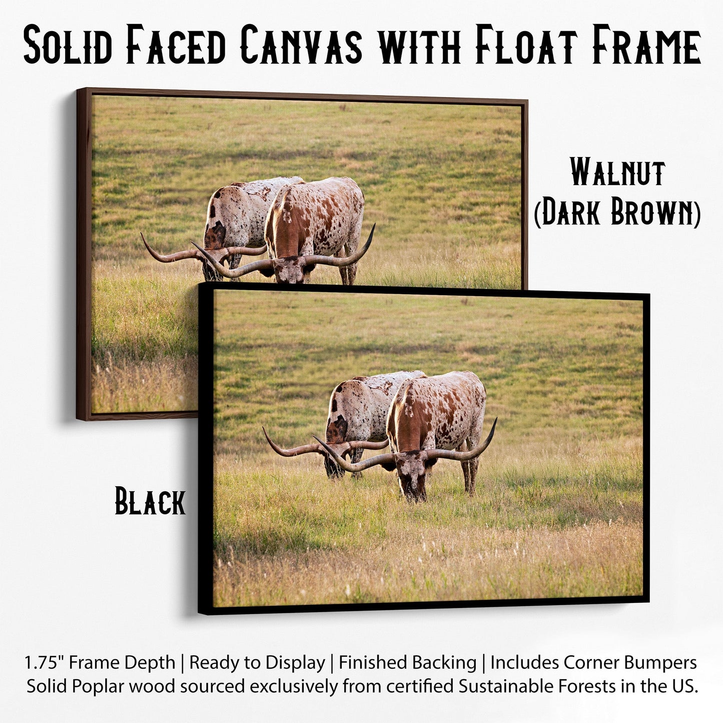 Longhorn Western Artwork - Texas Longhorn Cows Canvas-Black Frame / 12 x 18 Inches Wall Art Teri James Photography