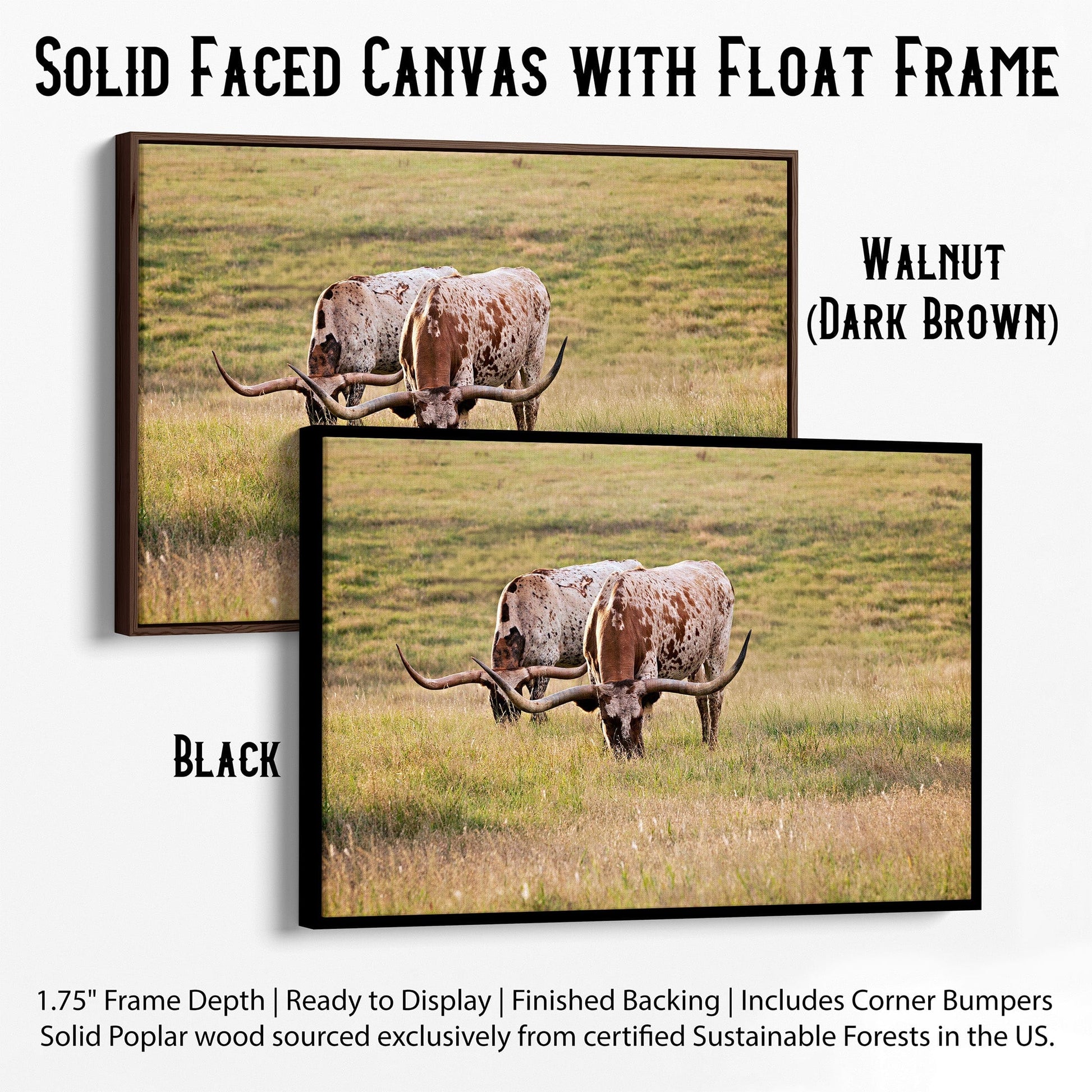 Longhorn Western Artwork - Texas Longhorn Cows Canvas-Black Frame / 12 x 18 Inches Wall Art Teri James Photography