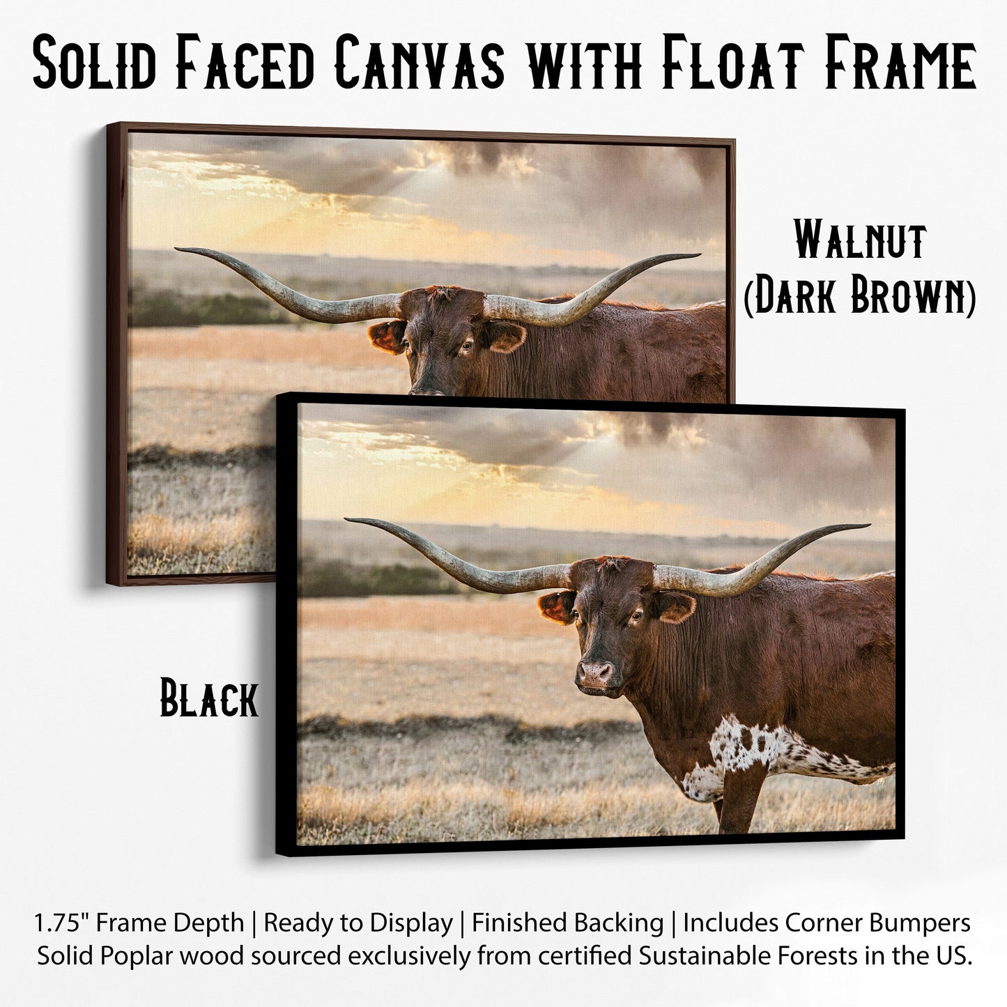 Longhorn Western Wall Art Canvas Canvas-Black Frame / 12 x 18 Inches Wall Art Teri James Photography