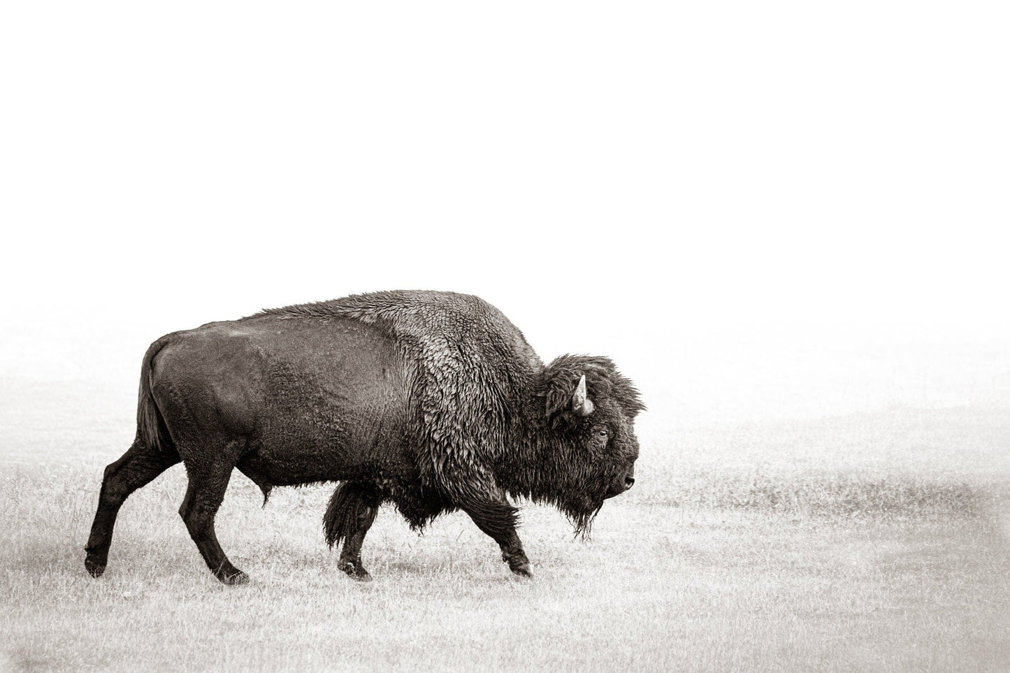 Minimalist Bison Art Canvas Paper Photo Print / 12 x 18 Inches Wall Art Teri James Photography