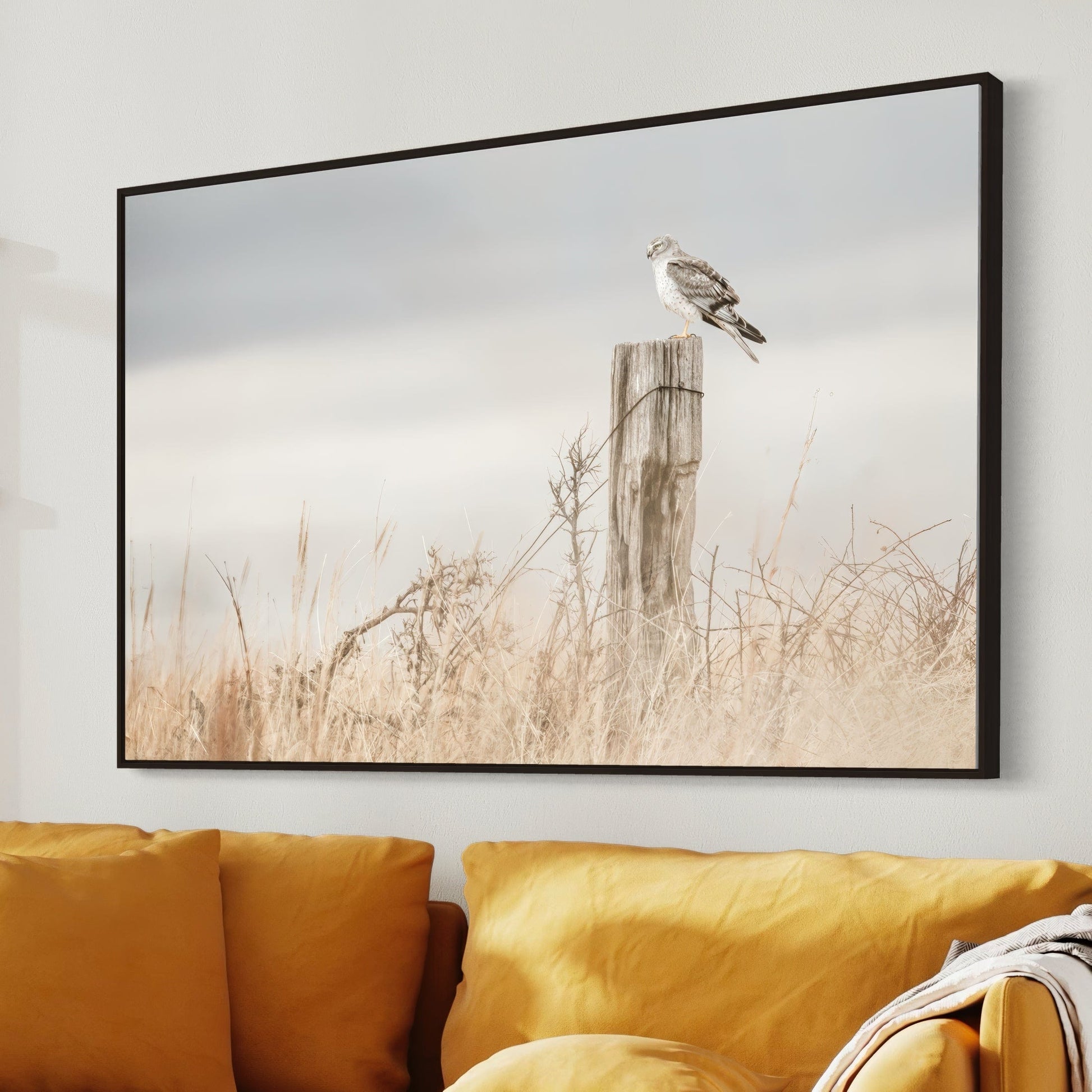 Northern Harrier Hawk Print Wall Art Teri James Photography