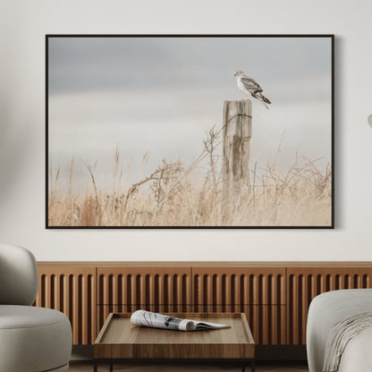 Northern Harrier Hawk Print Wall Art Teri James Photography