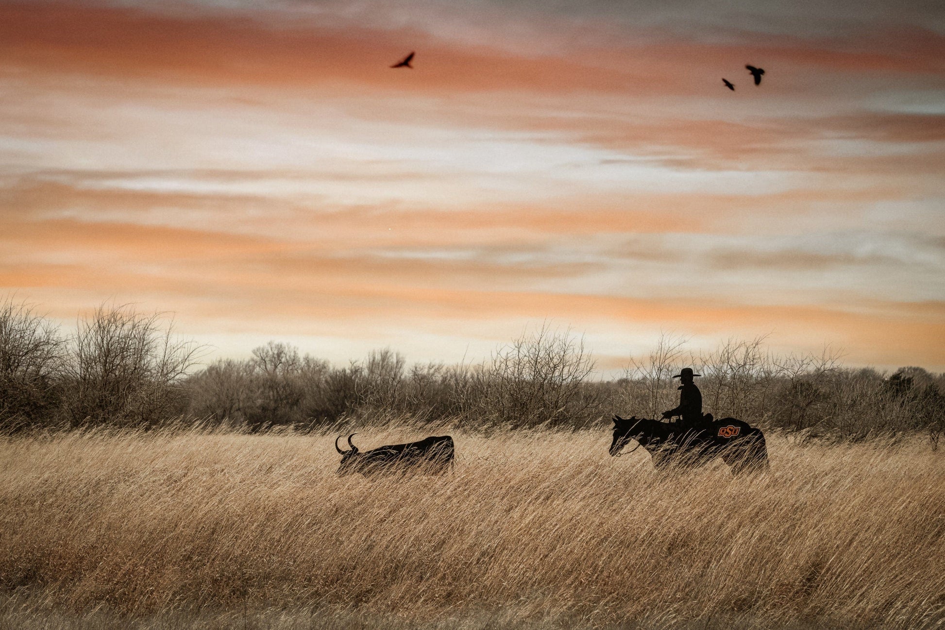 Oklahoma State University Wall Art - Cowboy, Horse and Longhorn Paper Photo Print / 12 x 18 Inches Wall Art Teri James Photography