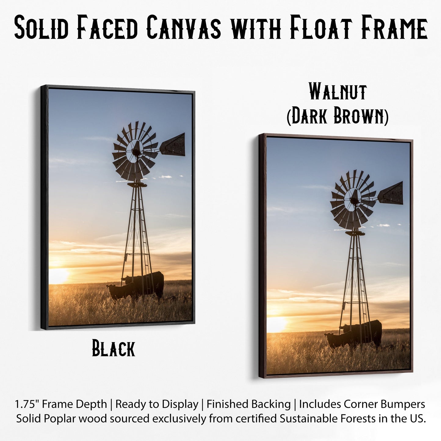 Old Windmill and Black Angus Cattle Canvas-Black Frame / 12 x 18 Inches Wall Art Teri James Photography