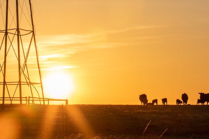 Old Windmill at Sunset with Angus Cattle Wall Art Teri James Photography