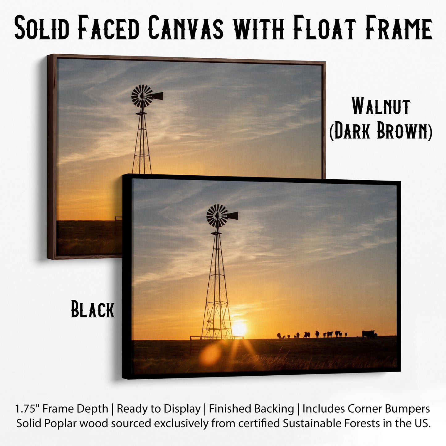 Old Windmill at Sunset with Angus Cattle Canvas-Black Frame / 12 x 18 Inches Wall Art Teri James Photography