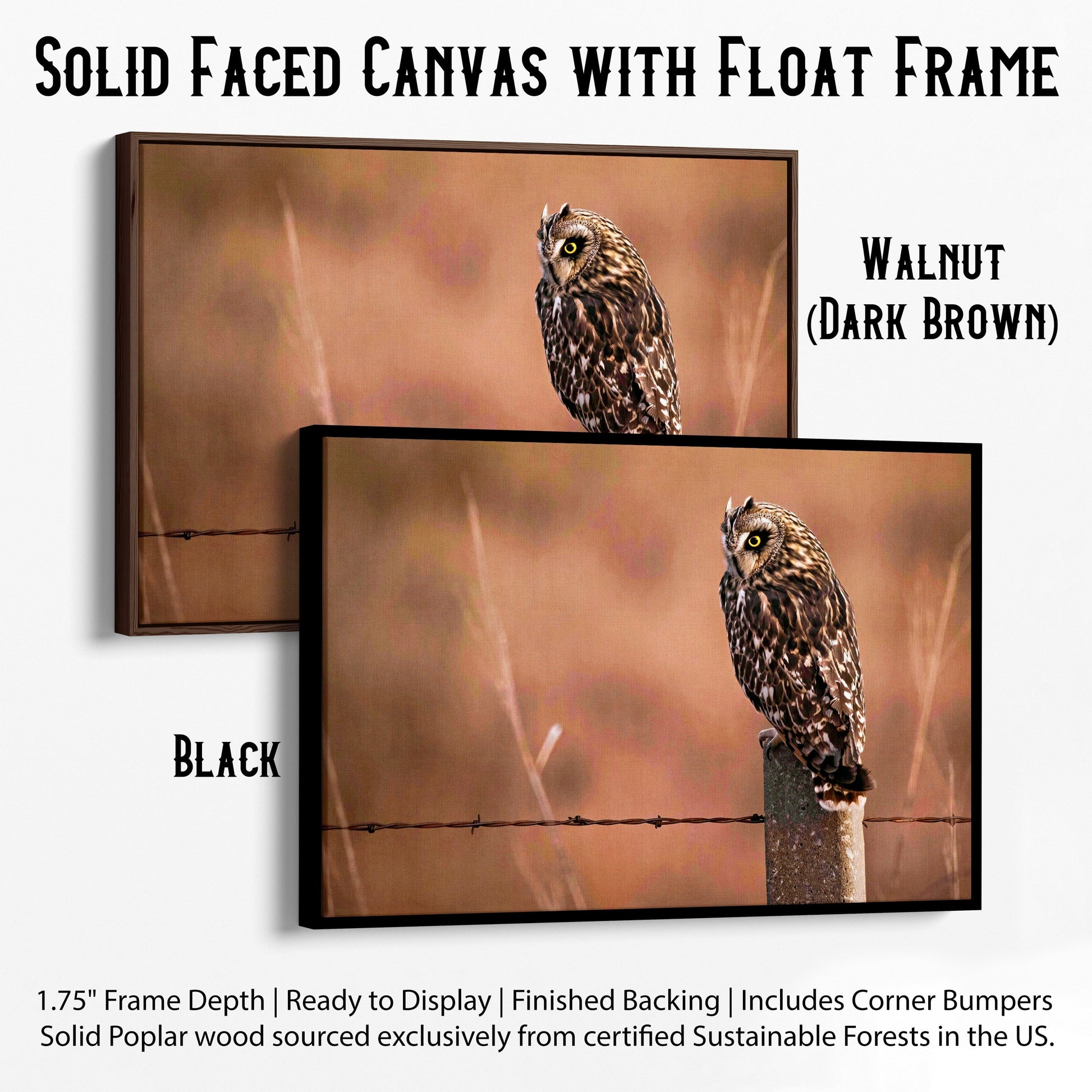 Owl Artwork Canvas, Short Eared Owl Canvas-Black Frame / 12 x 18 Inches Wall Art Teri James Photography