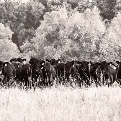 Panoramic Angus Cattle Canvas Wall Art Teri James Photography