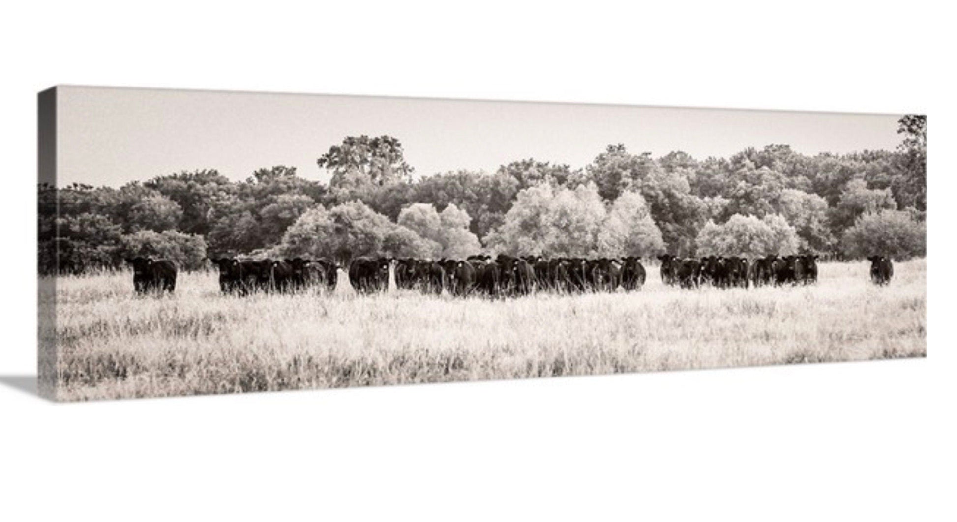 Panoramic Angus Cattle Canvas Canvas-Unframed / 12 x 36 Inches Wall Art Teri James Photography