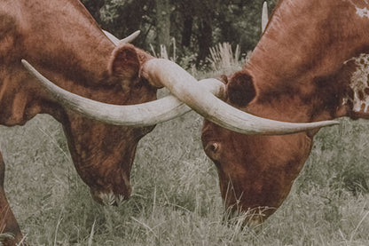 Texas Longhorn Cattle Wall Art in Muted Colors