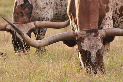 Longhorn Western Artwork - Texas Longhorn Cows