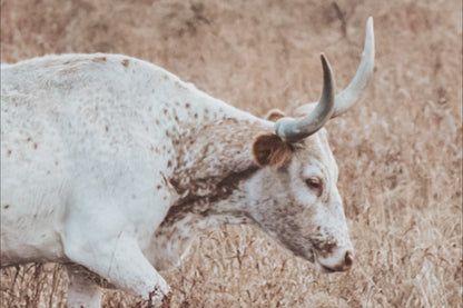 Western Living Room Decor - Longhorn Wall art