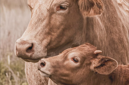 Texas Longhorn Nursery Decor