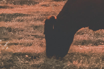 Angus Cow and Oklahoma Sunset Canvas