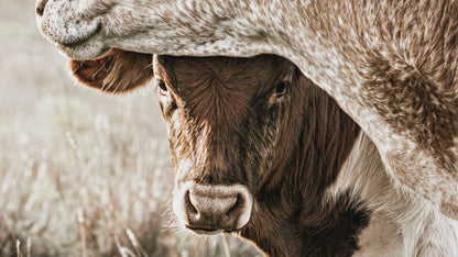 Large Western Longhorn Artwork - Texas Longhorn Cow and Calf