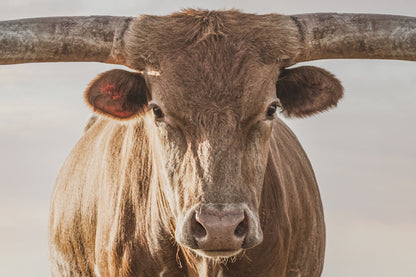 Longhorn Artwork Canvas Print