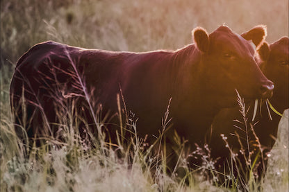 Large Black Angus Wall Art Canvas