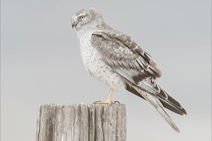 Northern Harrier Hawk Print