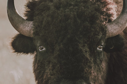 Tallgrass Prairie Bison Canvas - Buffalo Canvas Print