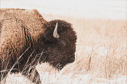 Bison Canvas Wall Art - Brown & Sepia Tone Western Decor