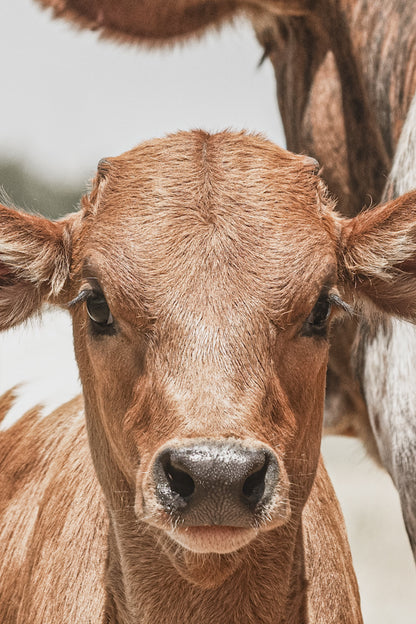 Longhorn Calf Canvas Print