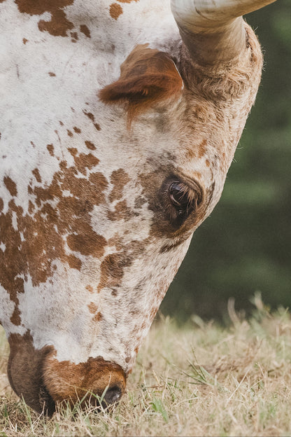 Vertical Longhorn Canvas Print