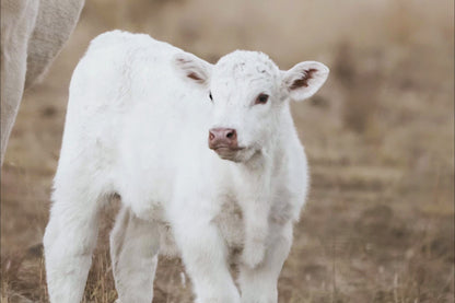 White Charolais Cow and Calf Western Nursery Wall Art