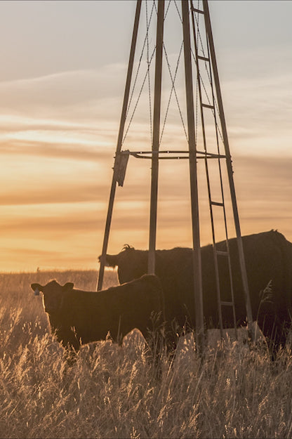 Old Windmill and Black Angus Cattle