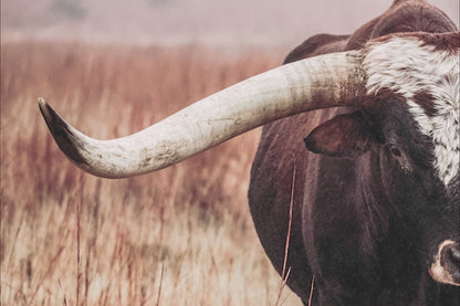 Texas Longhorn Bull Canvas Print