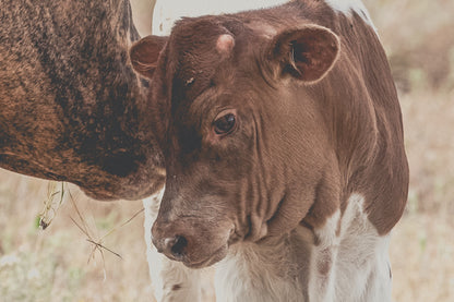 Western Home Wall Decor - Longhorn Cow and Calf Canvas