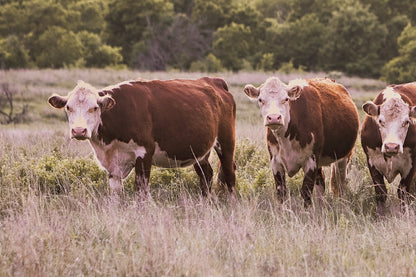 Hereford Cattle Wall Art