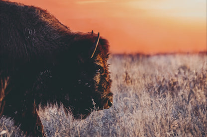 Bison Wall Art Canvas - Colorful Orange Sunset