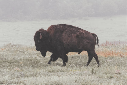 Western Artwork Bison Canvas or Print