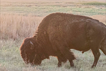 American Bison Canvas Print