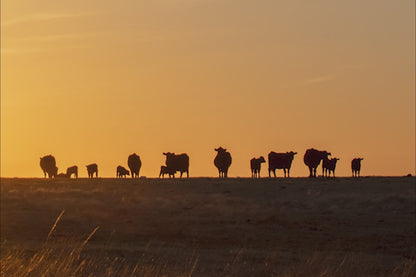 Old Windmill at Sunset with Angus Cattle