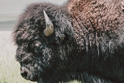 American Bison or Buffalo Canvas Print