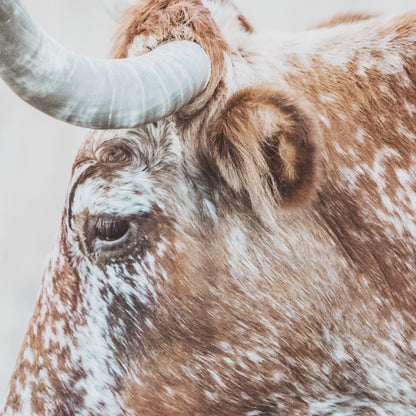 Texas Longhorn Cattle Art in Sepia Colors