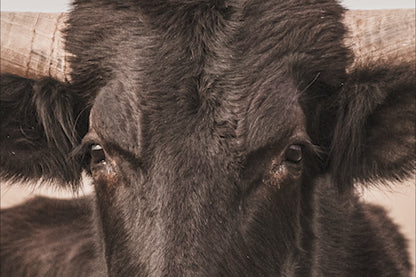 Black Texas Longhorn Canvas Print