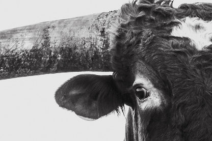 Austin Texas Longhorn Art in Black and White